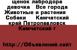 щенок лабродора девочка - Все города Животные и растения » Собаки   . Камчатский край,Петропавловск-Камчатский г.